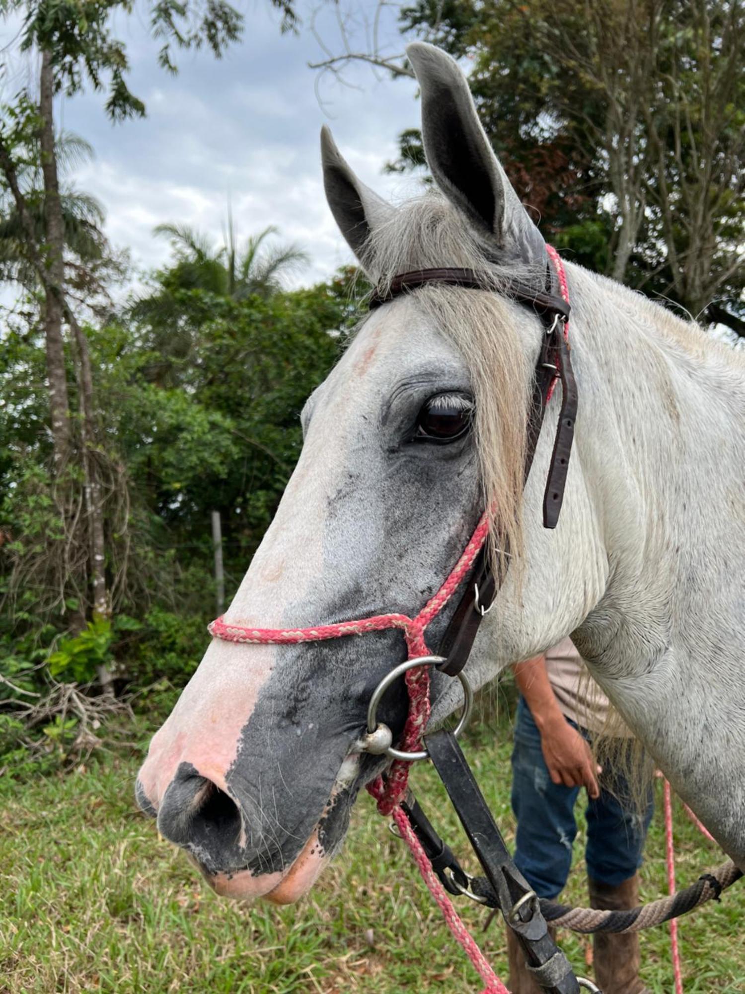 ホテル Fazenda Do Engenho Santa Rita do Rio Abaixo エクステリア 写真