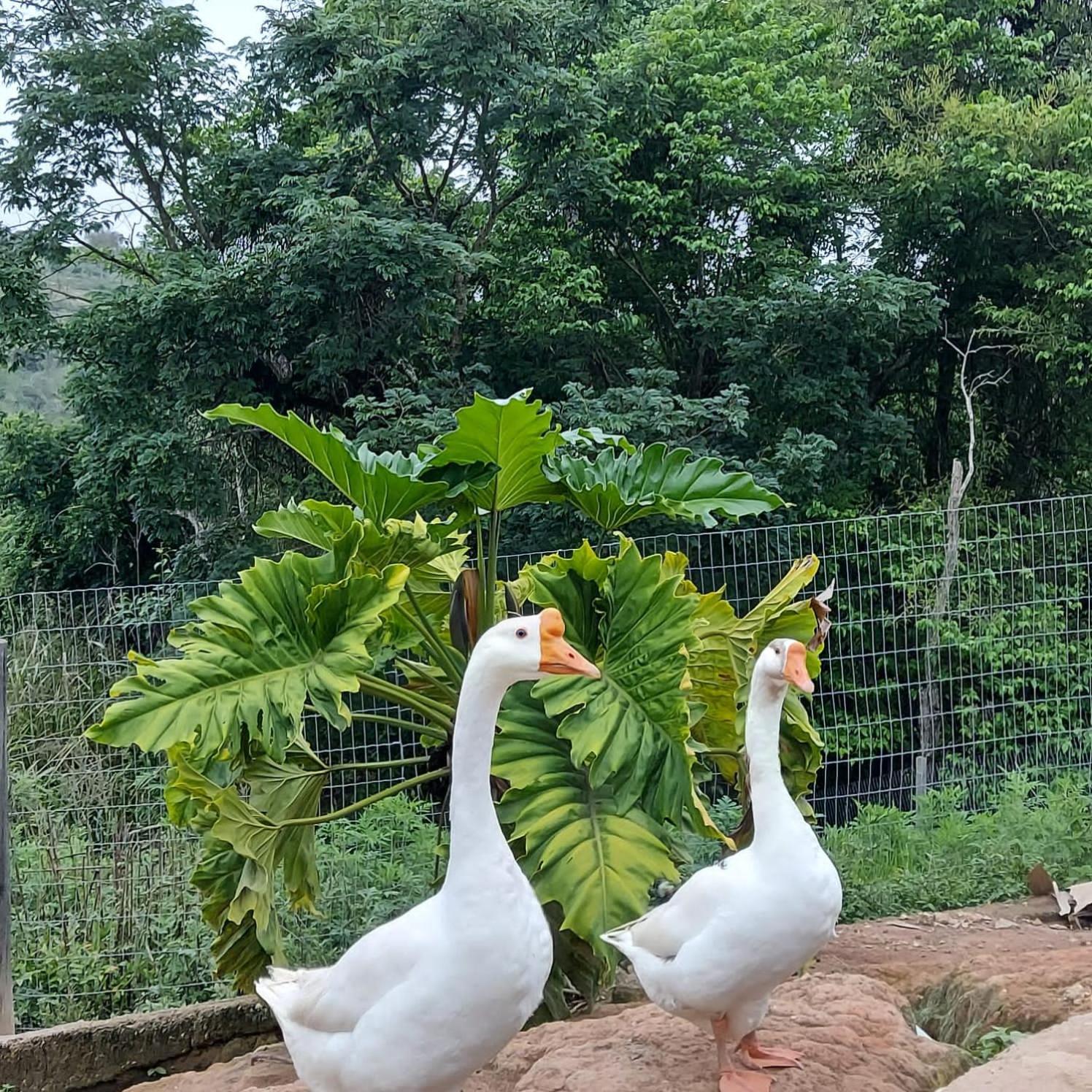 ホテル Fazenda Do Engenho Santa Rita do Rio Abaixo エクステリア 写真