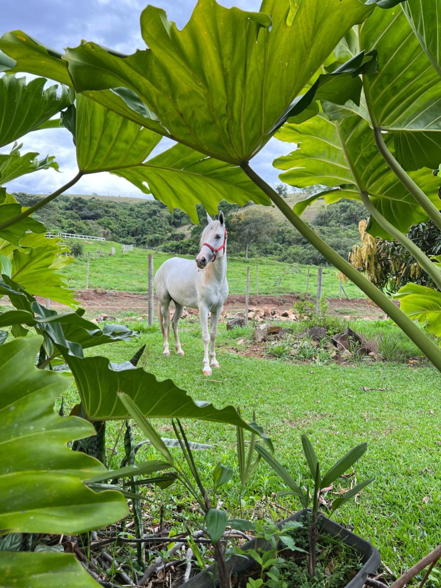 ホテル Fazenda Do Engenho Santa Rita do Rio Abaixo エクステリア 写真