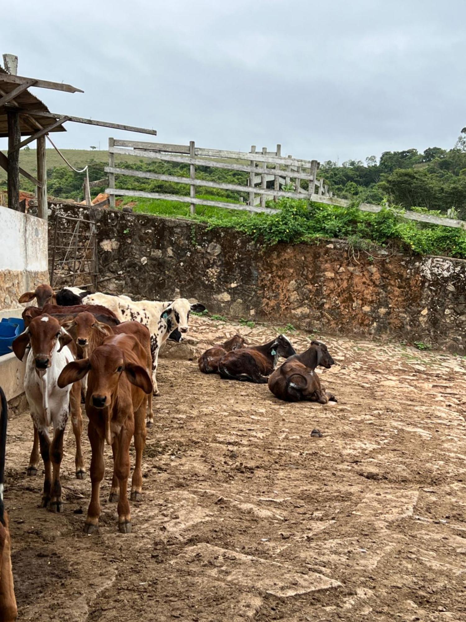 ホテル Fazenda Do Engenho Santa Rita do Rio Abaixo エクステリア 写真
