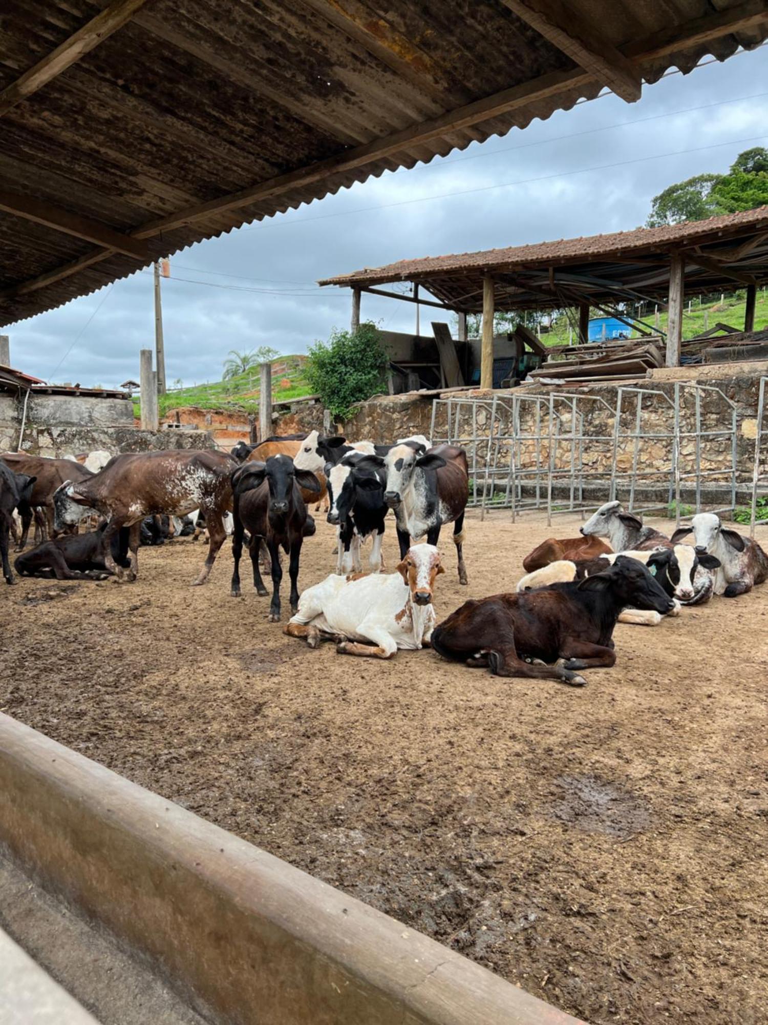 ホテル Fazenda Do Engenho Santa Rita do Rio Abaixo エクステリア 写真