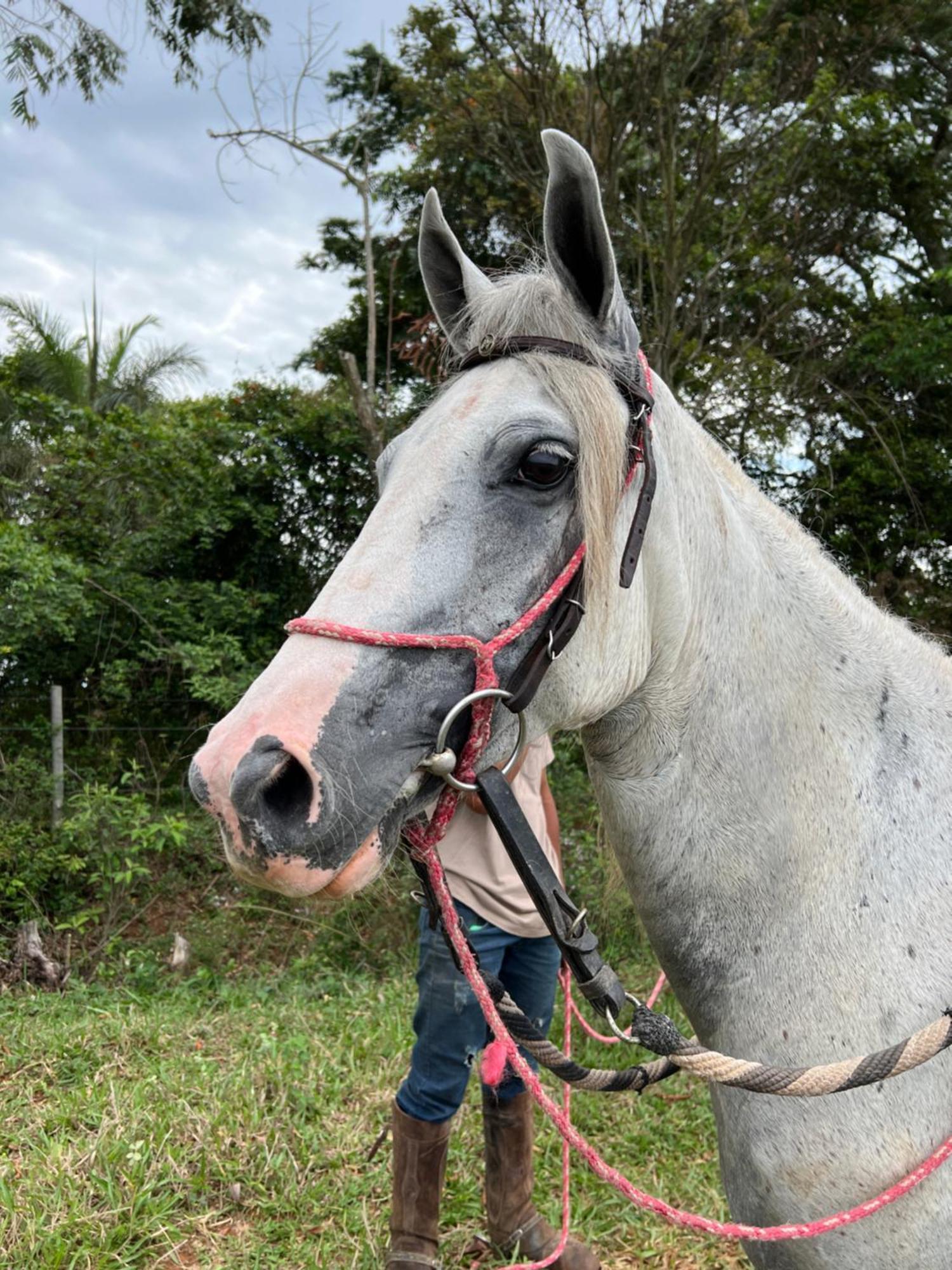 ホテル Fazenda Do Engenho Santa Rita do Rio Abaixo エクステリア 写真