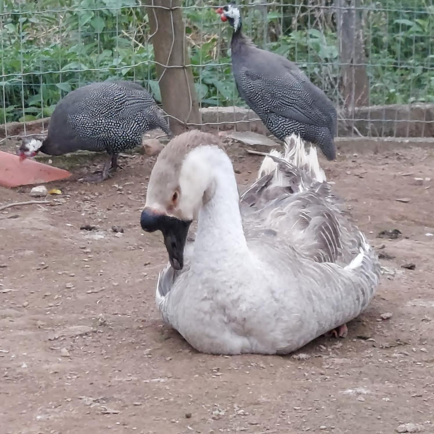 ホテル Fazenda Do Engenho Santa Rita do Rio Abaixo エクステリア 写真