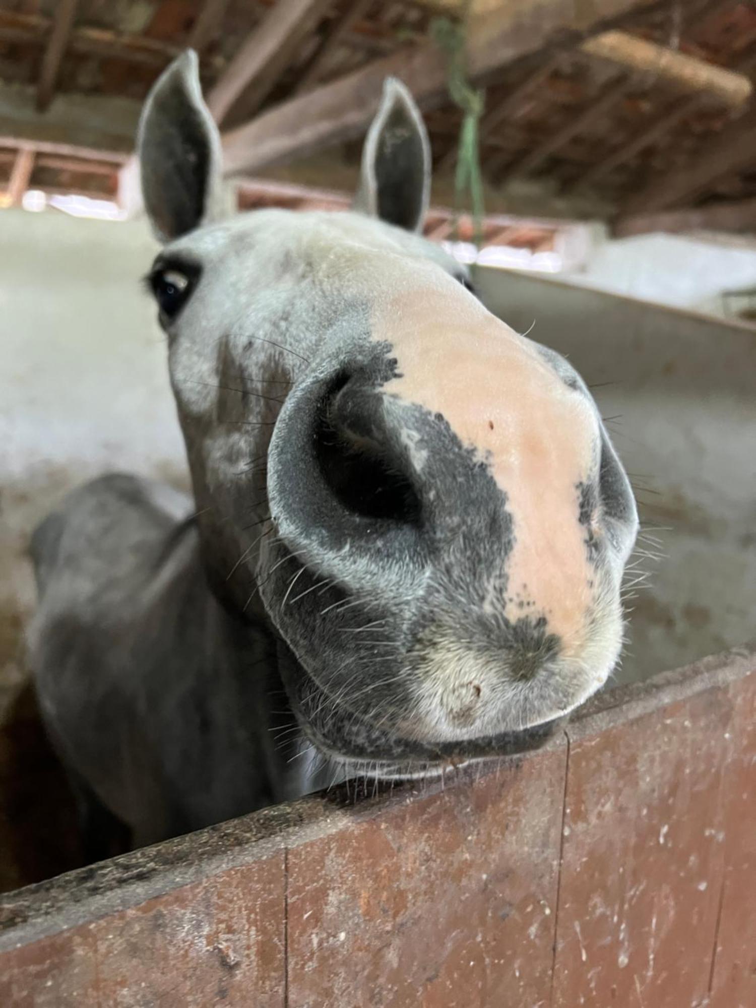 ホテル Fazenda Do Engenho Santa Rita do Rio Abaixo エクステリア 写真