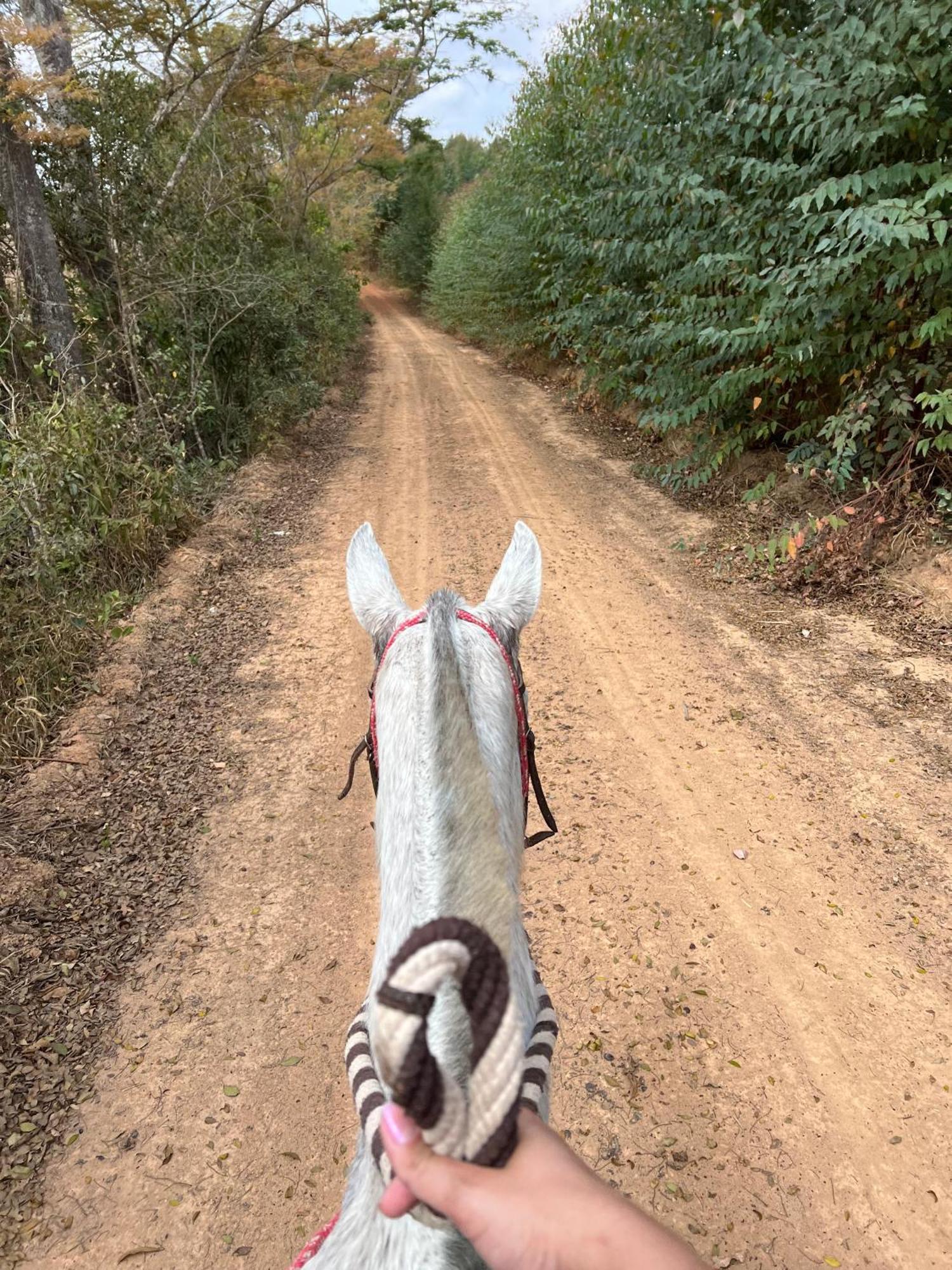 ホテル Fazenda Do Engenho Santa Rita do Rio Abaixo エクステリア 写真