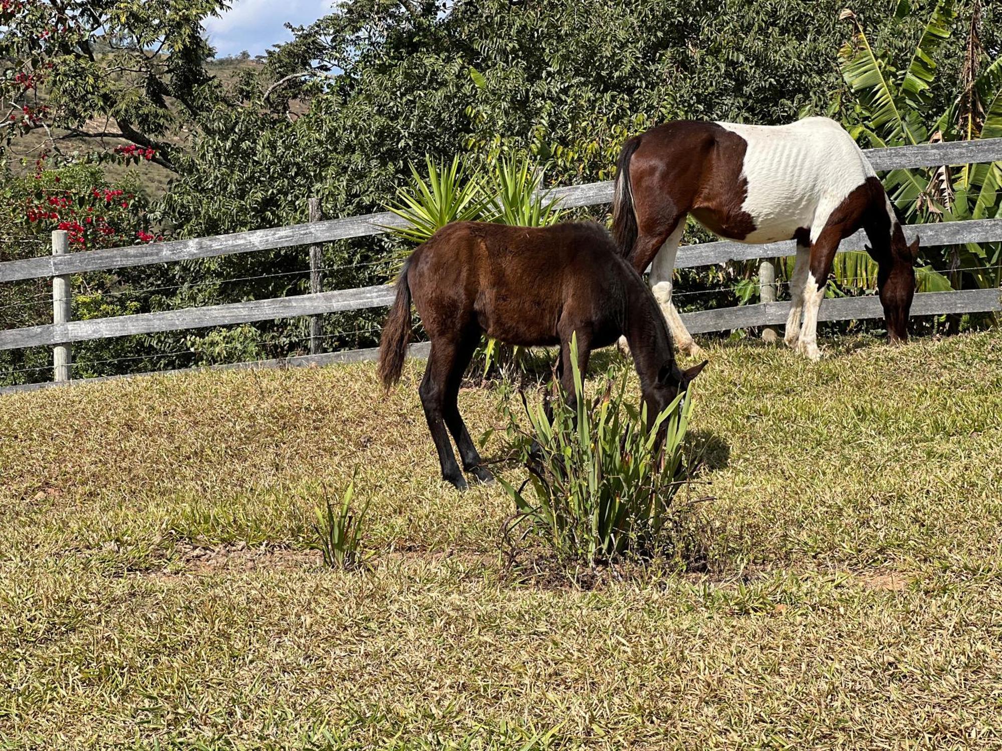 ホテル Fazenda Do Engenho Santa Rita do Rio Abaixo エクステリア 写真